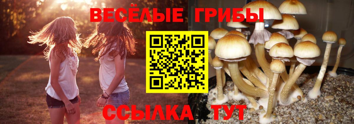Балашов  Галлюциногенные грибы GOLDEN TEACHER  Вход с VPN 